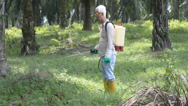spraying herbicides at oil palm