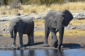 Fototapeta na wymiar afrikanische Elefanten (loxodonta africana) am Wasserloch im Etosha Nationalpark