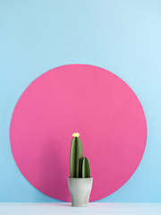 Fake cactus near pink circle.