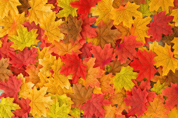 Naklejka na ściany i meble Beautiful autumn maple leaves background. nature fall season