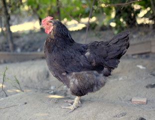 Agriculture. Farm. Coop. Chickens and roosters. Eggs.