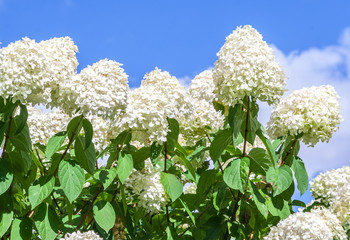 hydrangeaceae hydrangea paniculata siebel grade polar bear,  high bushes with cone-shaped large clusters of small white flowers against the blue sky and clouds, sunlight illuminates the plant, 