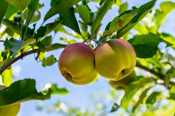 Äpfel rot grün Himmel