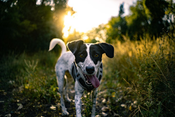 Hund auf Wiese bei Sonnenuntergang ohne Leine mit Zunge Portrait frontal