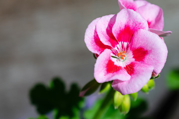 Nelke Bl&uuml;te rosa rot