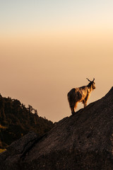 Goats at the top of mountain