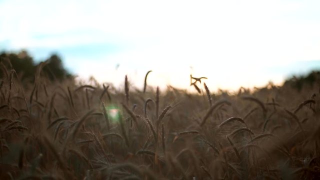 field of wheat