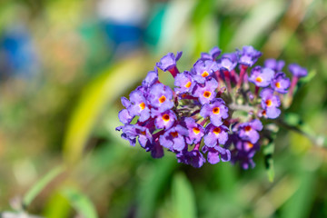 Buddleja Blüten lila
