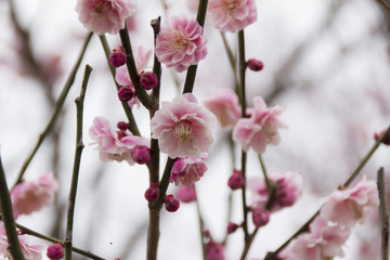 浜名湖ガーデンパークの梅／静岡県浜松市