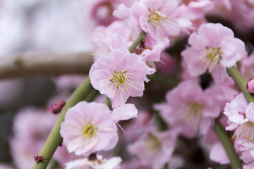 昇竜しだれ梅園／静岡県浜松市