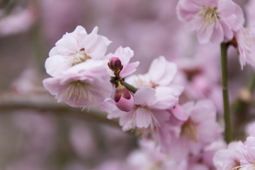 昇竜しだれ梅園／静岡県浜松市
