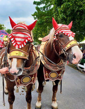 Colorfully decorated horses - Bunt geschm&uuml;ckte Brauerei-Pferde auf bayerischem Volksfest  