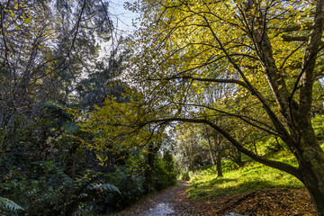 Naklejka premium Central park trail with sunlight coming down in between the trees, Wellington, New Zealand.