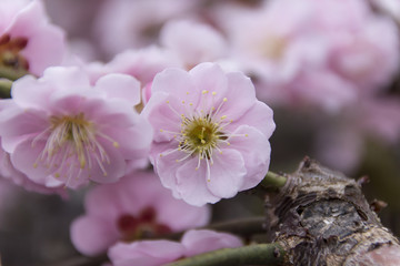 昇竜しだれ梅園／静岡県浜松市