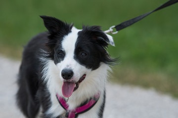 Junger Border Collie an der Leine