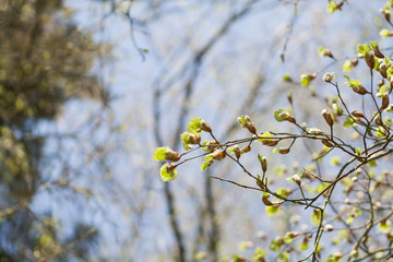 Forest and trees in spring time