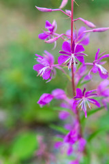 Fototapeta na wymiar Purple flower on meadow taken as a macro and blurred background
