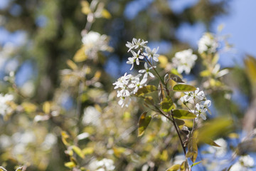 Forest and trees in spring time