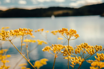 Yellow flowers in autmn with lake and forest in the background in the black forest - Schluchsee,...