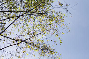 Forest and trees in spring time