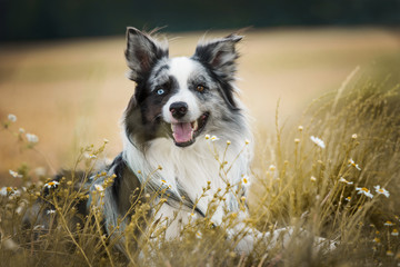 Border Collie im Herbst