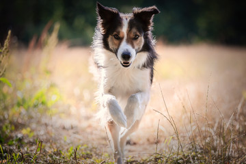 Border Collie im Sprung