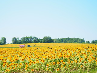 Fototapeta premium 北海道のひまわり畑