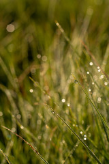 Macrophotography. Dew on the grass at dawn