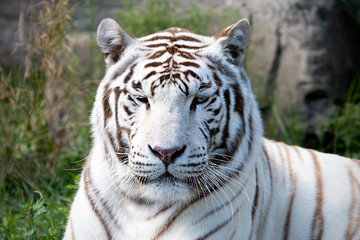Fototapeta na wymiar White Tiger Portrait