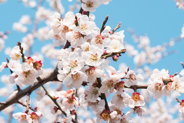 Close-up of colorful white peach blossoms on sunny day