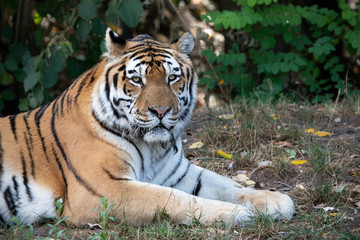 Siberian Tiger