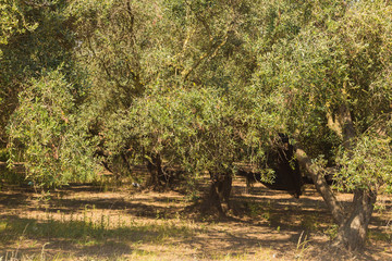 olive trees forest in spring time