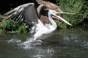 Landing Pelican