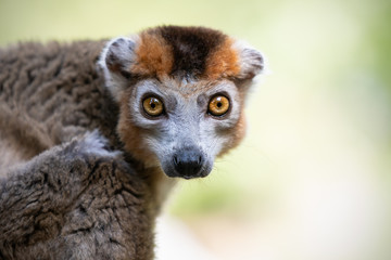 Crowned Lemur portrait