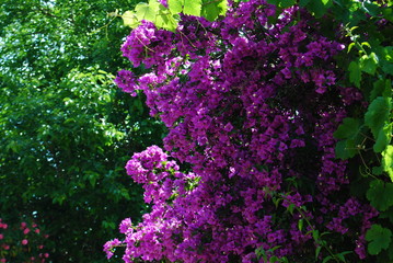 Obraz premium purple flowers in the garden