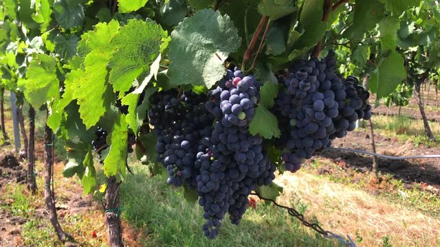 Handsome bunches of dark purple vine grape with a few unripe colored berries with soft bloom and green leaves growing at vineyard farm in rows. Rich mellow bearings bushes under sunlight at windy day
