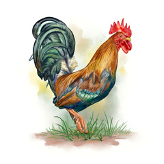 Rooster watercolor