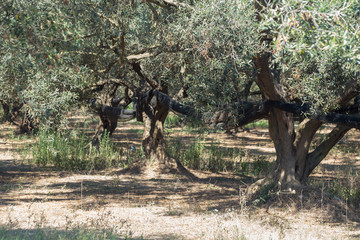 olive trees forest in spring time