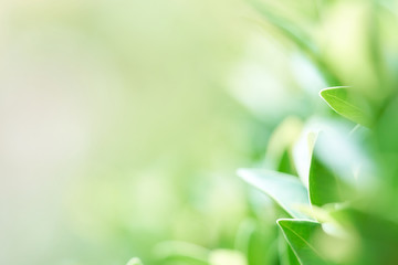 The background image is blurry green leaves feeling refreshed. And have a good environment. Make a background with copy space using as natural green plants , ecology concept