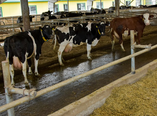 Group of Cows on Farm. At stable.