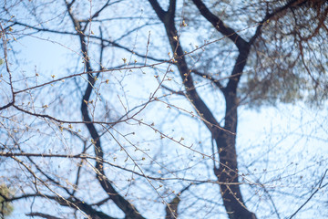 大宮公園の木_02