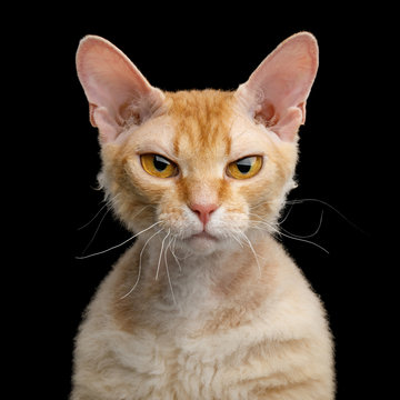 Portrait of Angry Haired Ginger Sphynx Cat Gazing on Isolated Black background