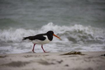 Seals lying on the beach.
