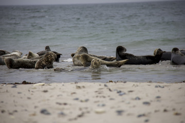 Seals lying on the beach. D&uuml;ne, Helgoland, Germany.