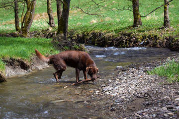 brauner Labrador spielt mit Ast