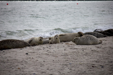 Seals lying on the beach. Düne, Helgoland, Germany.