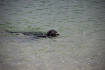Fototapeta premium Great seal swimming in the sea. Düne, Helgoland, Germany.