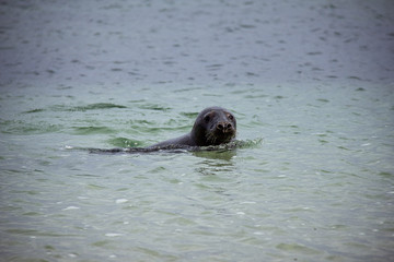 Great seal swimming in the sea. Düne, Helgoland, Germany.