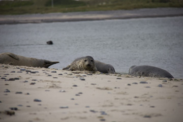 Fototapeta premium Harbor seal lying on the beach. Düne, Helgoland, Germany.