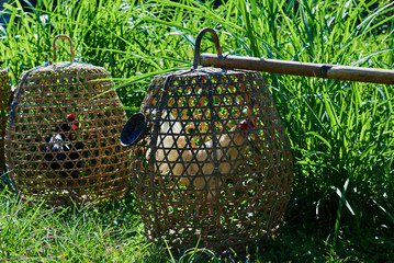 Fighting Indonesian rooster in the bamboo cage. Bali island indigenous culture.